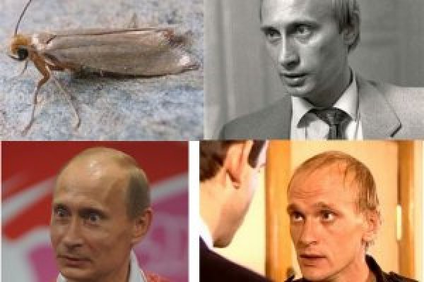 Ссылка на кракен 11